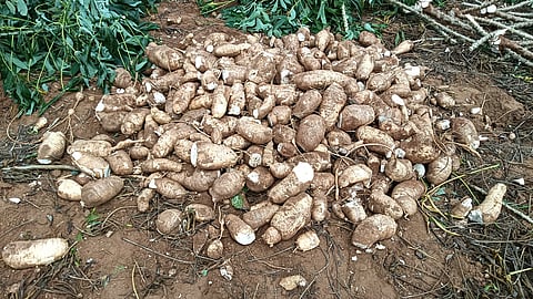  அறுவடை முடிந்து நிலத்தில் குவித்துவைக்கப்பட்டுள்ள மரவள்ளிக் கிழங்கு.