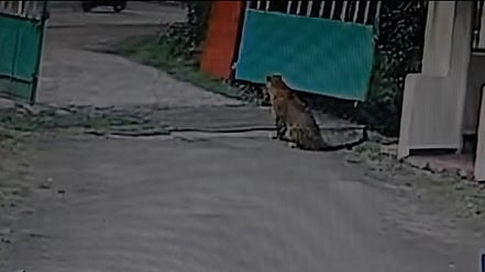 உதகை அருகே தீட்டுக்கல் பகுதியில் சாலையை பாா்த்தவாறு அமா்ந்திருந்த சிறுத்தை.