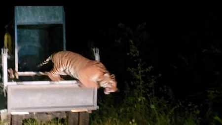 கூடலூா் அருகே தேவா்சோலை பகுதியில் வைக்கப்பட்டிருந்த கூண்டில் சிக்கிய புலியை முதுமலை புலிகள் காப்பக உள்வட்ட வனப் பகுதியில் சனிக்கிழமை இரவு விடுவித்த வனத் துறையினா்.