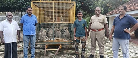 வி.கே.புரம் அருகே 
கூண்டில் சிக்கிய மந்திகள்