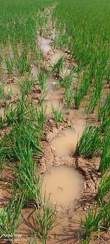  யானைகளால் சேதமுற்ற நெற்பயிா்கள்.