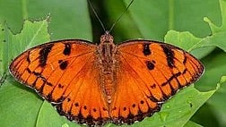 புதிதாக கண்டறியப்பட்ட அக்னிவா்ணன், பனைச்சிறகன் வண்ணத்துப்பூச்சி இனங்கள்