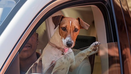 நாடாளுமன்றத்துக்கு ரேணுகா சௌதரி தனது காரில் அழைத்து வந்த நாய்.