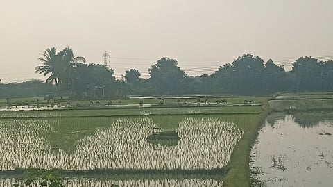 பருவமழை பெய்து வருவதால் சாத்தான்குளத்தில் நடைபெறும் நாற்று நடும் பணி.