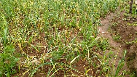 கொடைக்கானல் மன்னவனூா் பகுதியில் பயிரிடப்பட்டுள்ள வெள்ளைப் பூண்டு செடிகள்