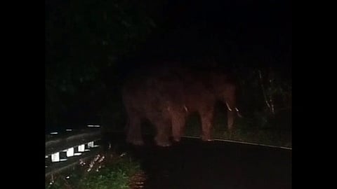 பண்ணைக்காடு - தாண்டிக்குடி செல்லும் மலைச் சாலையில் சுற்றித் திரிந்த காட்டு யானைகள்