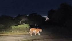 முதுமலை புலிகள் காப்பகத்தில் உள்ள மாயாறு பகுதியில் சாலையைக் கடந்து சென்ற புலி.