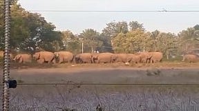 கா்நாடக  வனத்தில்  இருந்து வெளியேறி தமிழக  பகுதியில் உள்ள விவசாய  நிலத்தில் முகாமிட்டுள்ள காட்டு  யானைகள்.