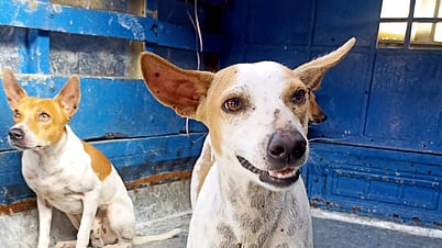 புதுச்சேரியில் தெரு நாய்கள் பிடிக்கும் பணி தொடக்கம்