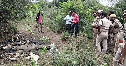 போ்ணாம்பட்டு அருகே அழுகிய நிலையில் ஒரு குட்டி உள்பட 3 யானைகளின் உடல்கள் மீட்பு