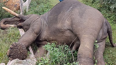 மின்வேலியில் சிக்கி உயிரிழந்த யானை.