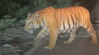 சாலையைக் கடந்து சென்ற புலி.