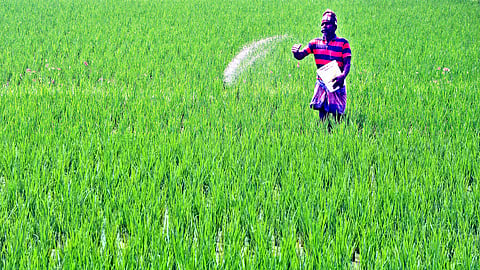 உரமேற்றும் விவசாயி...!