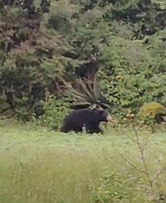 ஆம்பூா் அருகே கரடிகள் நடமாடுவதால் பொதுமக்கள் அச்சத்துக்கு உள்ளாகியுள்ளனா். 