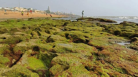 திருச்செந்தூா் கோயில் பகுதியில் உள்வாங்கிய கடல்.!