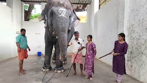      திருச்செந்தூா் கோயில் யானை தெய்வானைக்கு கரும்பு வழங்கிய பாகனின் மகள்கள்.