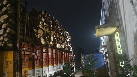 வெட்டி லாரியில் ஏற்றப்பட்டுள்ள மாமரங்கள்.