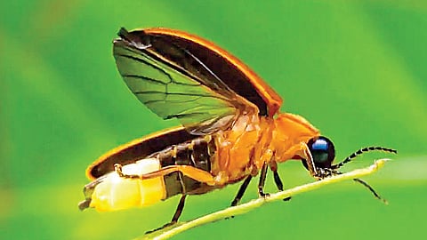 இருளை நேசிப்பவர்களுக்கு..!