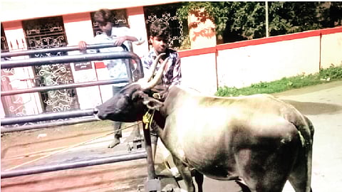 சாலையில் திரிந்த 224 மாடுகள் பறிமுதல்!