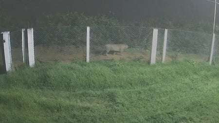 ஒரசோலை பகுதியில் உலவிய சிறுத்தை