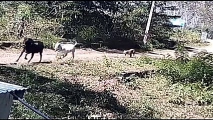 ஆசனூரில்  மாடுகளை த் துரத்தும்  சிறுத்தை. ~ஆசனூரில்   துரத்தியபோது  சிக்காமல்  சென்ற  மாடுகளைத்  தேடும்  சிறுத்தை.