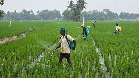 தொடா் மழையால் சம்பா பயிா்களில் பூச்சித் தாக்குதல் அதிகரிப்பு: விவசாயிகள் தவிப்பு