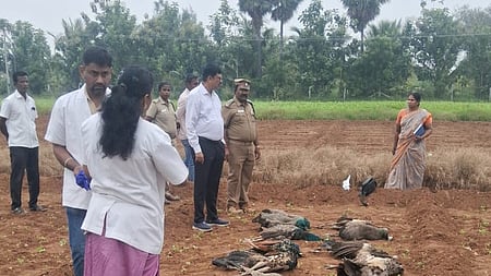 18 மயில்களை விஷம் வைத்து கொன்ற விவசாயி கைது