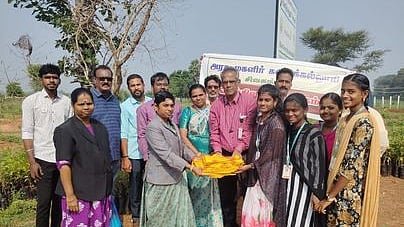 பனை விதைப்பு, மரக்கன்றுகள் நடவு