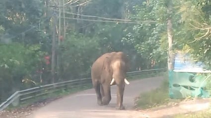 கொடைக்கானல் அருகே பேருந்து மீது காட்டுயானை தாக்குதல்: பயணிகள் காயம்