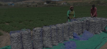 விலை குறைவு: பூண்டு விவசாயிகள் வேதனை