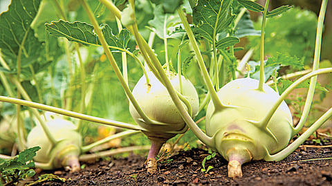 சமையல் குறிப்புகள்...