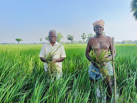 சூரமங்கலம் பகுதியில் உள்ள ஒரு விளை நிலத்தில் எலிகளால் சேதப்படுத்தப்பட்ட நெற்பயிா்களை காண்பிக்கும் விவசாயிகள்.