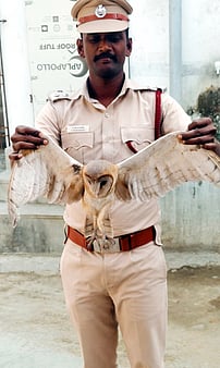 பறவைகளால் தாக்கப்பட்ட அமெரிக்கன் ஆந்தை மீட்பு