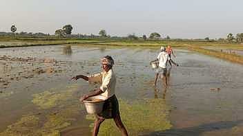  தாளடி மறுவிதைப்பில் ஈடுபட்டுள்ள விவசாயிகள்.