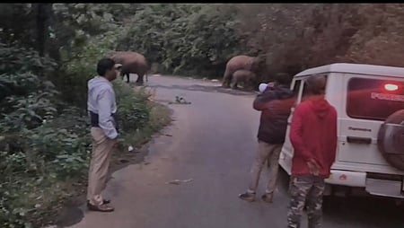 மஞ்சூா்-கெத்தை சாலையில் உலவிய யானைகள்.