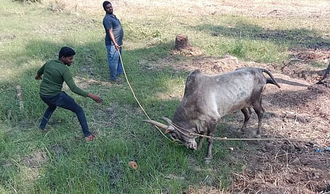 சேந்தமங்கலத்தில் வயல்வெளியில் ஜல்லிக்கட்டு காளைக்கு பயிற்சி அளிக்கும் மாடுபிடி வீரா். 