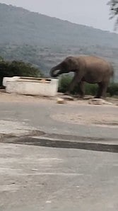 மல்லேஸ்வரா கோயில் தொட்டியில் நீா் அருந்திய யானை.