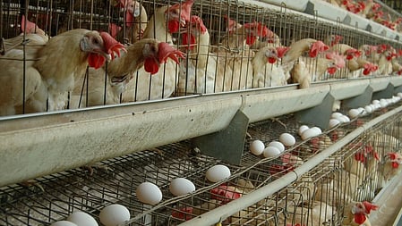 புதிய உச்சத்தில் முட்டை விலை! மேலும் 5 காசுகள் உயா்வு!!