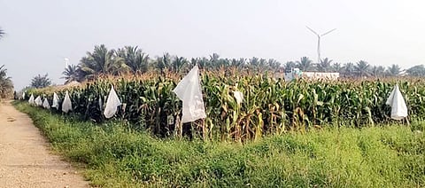 குண்டடம் பகுதியில் காட்டுப் பன்றிக் கூட்டத்தை கட்டுப்படுத்த மக்காச்சோள வயல்களைச் சுற்றி விவசாயிகள் கட்டிவைத்துள்ள வெள்ளை சாக்குகள்.