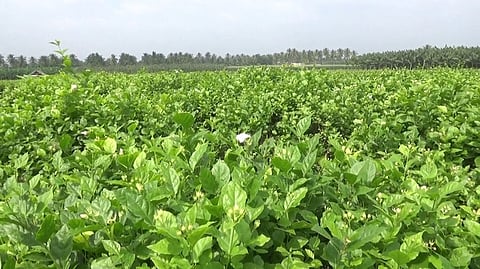 சத்தியமங்கலம் பகுதிக்குள்பட்ட சிக்கரசம்பாளையம் கிராமத்தில் சாகுபடி செய்யப்பட்டுள்ள மல்லிகைப் பூ.