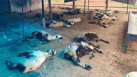 நாய் கடித்து உயிரிழந்த ஆடுகள்