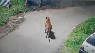 சிறுத்தை.