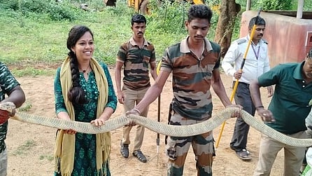  பிடிபட்ட 16 அடி நீள ராஜநாகம்.