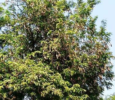  வாழப்பாடியை அடுத்த கல்யாணகிரி கிராமத்தில் புளிய மரத்தில் கொத்துக் கொத்தாக காய்த்துள்ள புளியங்காய்கள்.  