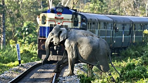 ரயில்வே தண்டவாளத்தைக் கடக்கும் யானை!