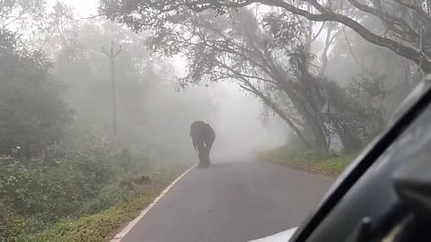 காரை வழிமறித்து நின்ற யானை.