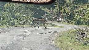 கொடைக்கானல் பேரிஜம் சாலையை கடந்து சென்ற புலி