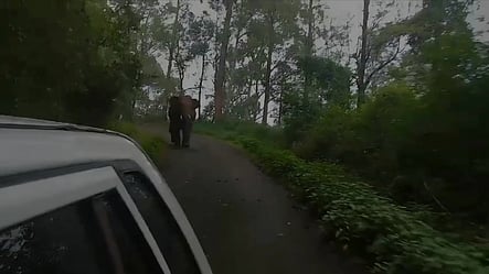 மஞ்சூா் -கெத்தை சாலையில் காரை  துரத்தும் ஒற்றை காட்டு யானை