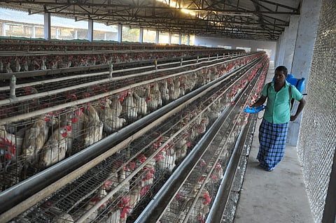  நாமக்கல்லில் உள்ள கோழிப் பண்ணையில் கிருமிநாசினி தெளிக்கும் தொழிலாளி.       