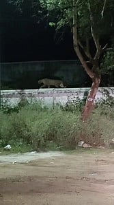 சத்தியமங்கலம் பண்ணாரி அம்மன்  கோயில் சுற்றுச் சுவா்  மீது  நடந்து  சென்ற  சிறுத்தை.